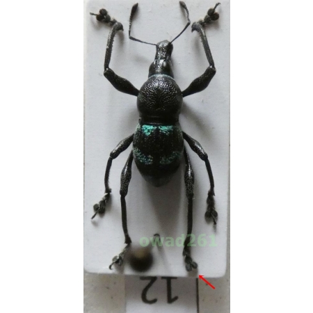 Metapocyrtus sp. Heller, 1912 male Philippines12